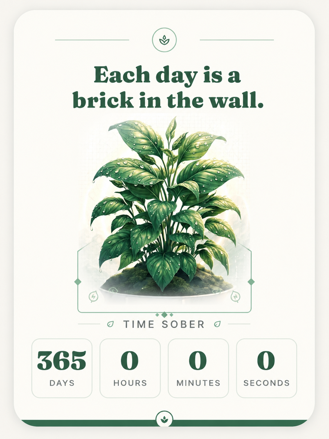 Fuller plant with broad leaves at ninety days sober